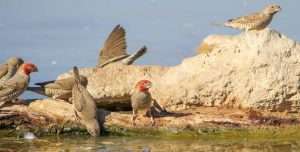 Six red headed finches sit on rocks and surrounded by water
