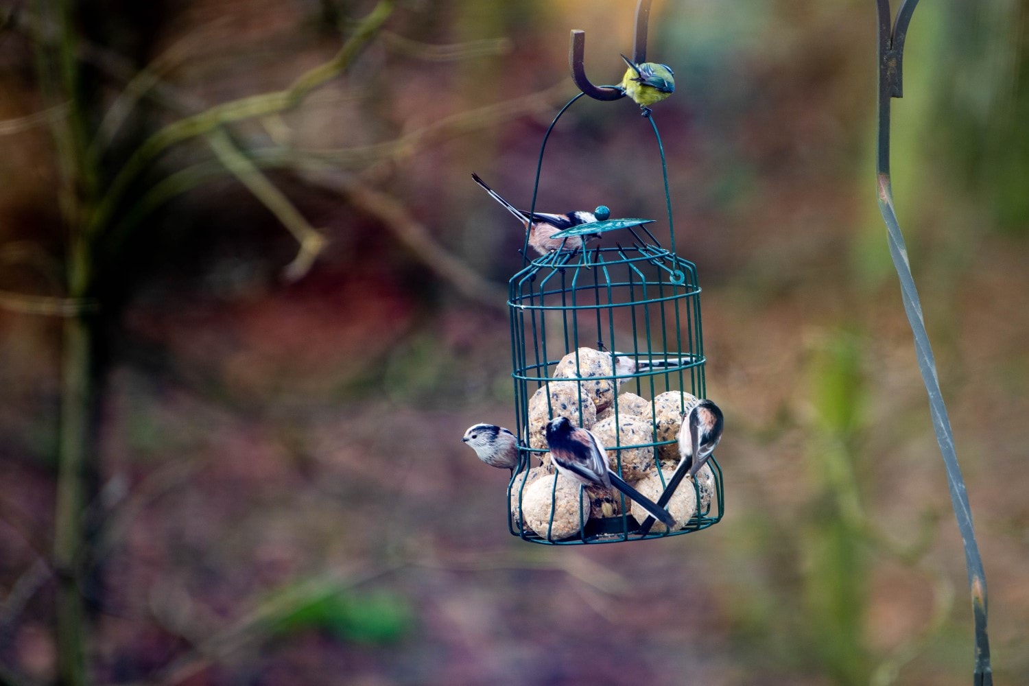 Big Garden Birdwatch 2024 - Birda