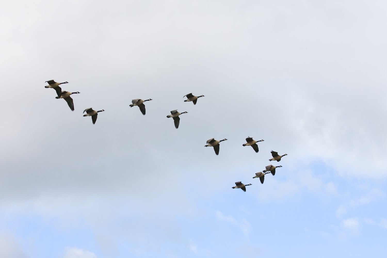 Birding In New York State Birda Birding in new york state birda