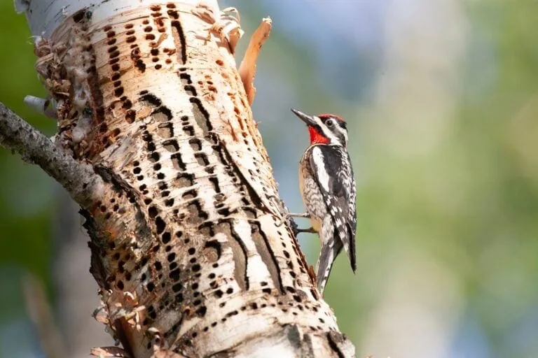 Merlin Bird ID A Comprehensive App Review Birda
