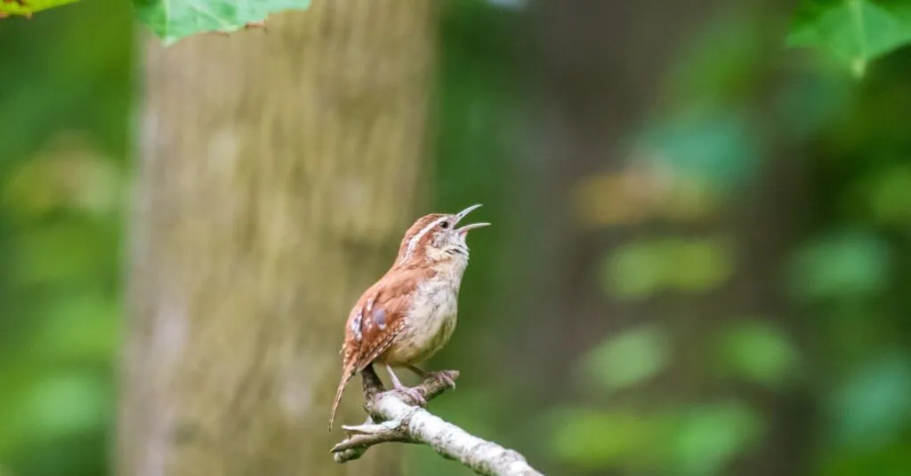 Bird Identification App - Identify Birds with AI or a Field Guide | Birda