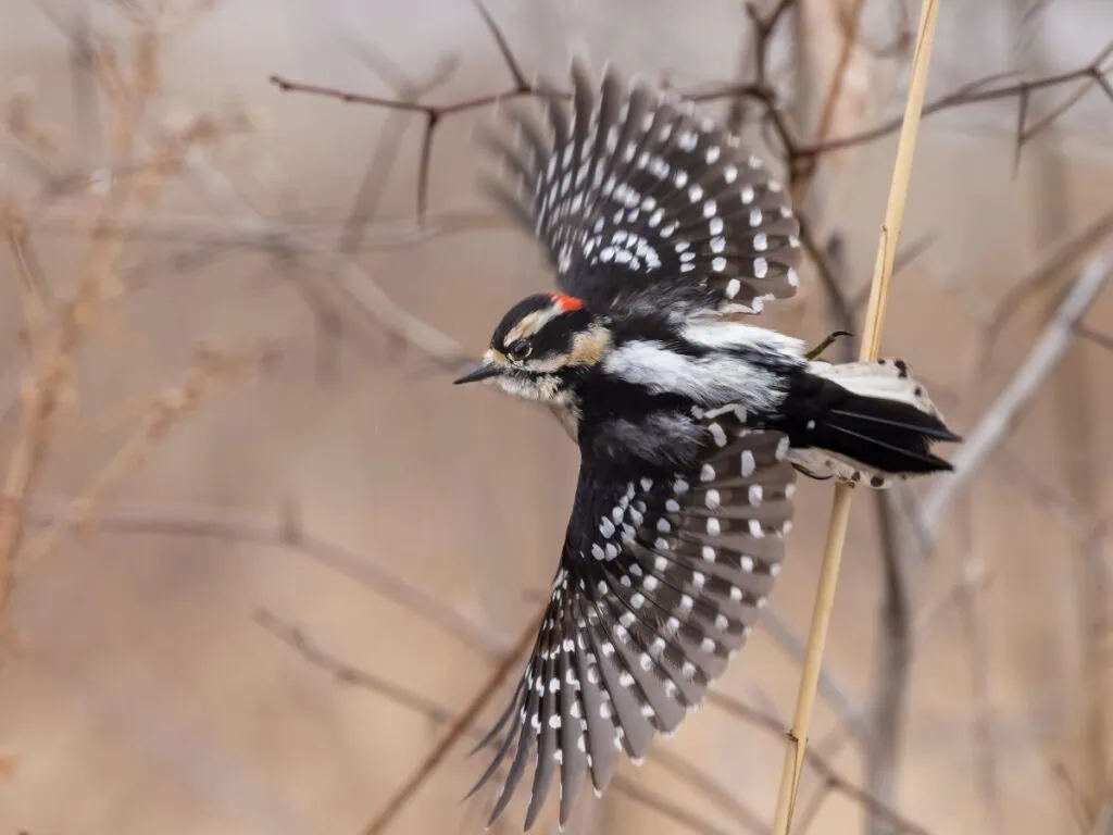4 of the Best Bird Identification Apps | Birda