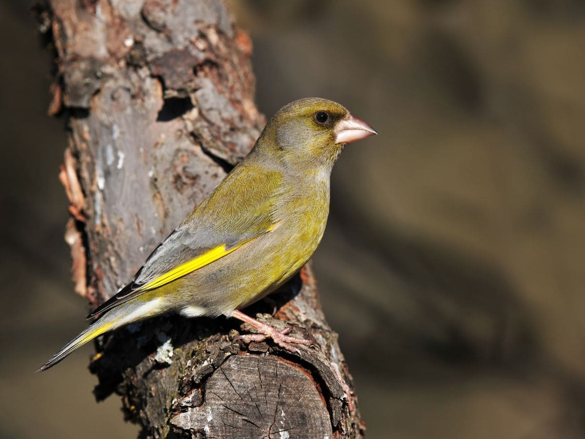 How to Count Birds in Big Garden Birdwatch - Birda