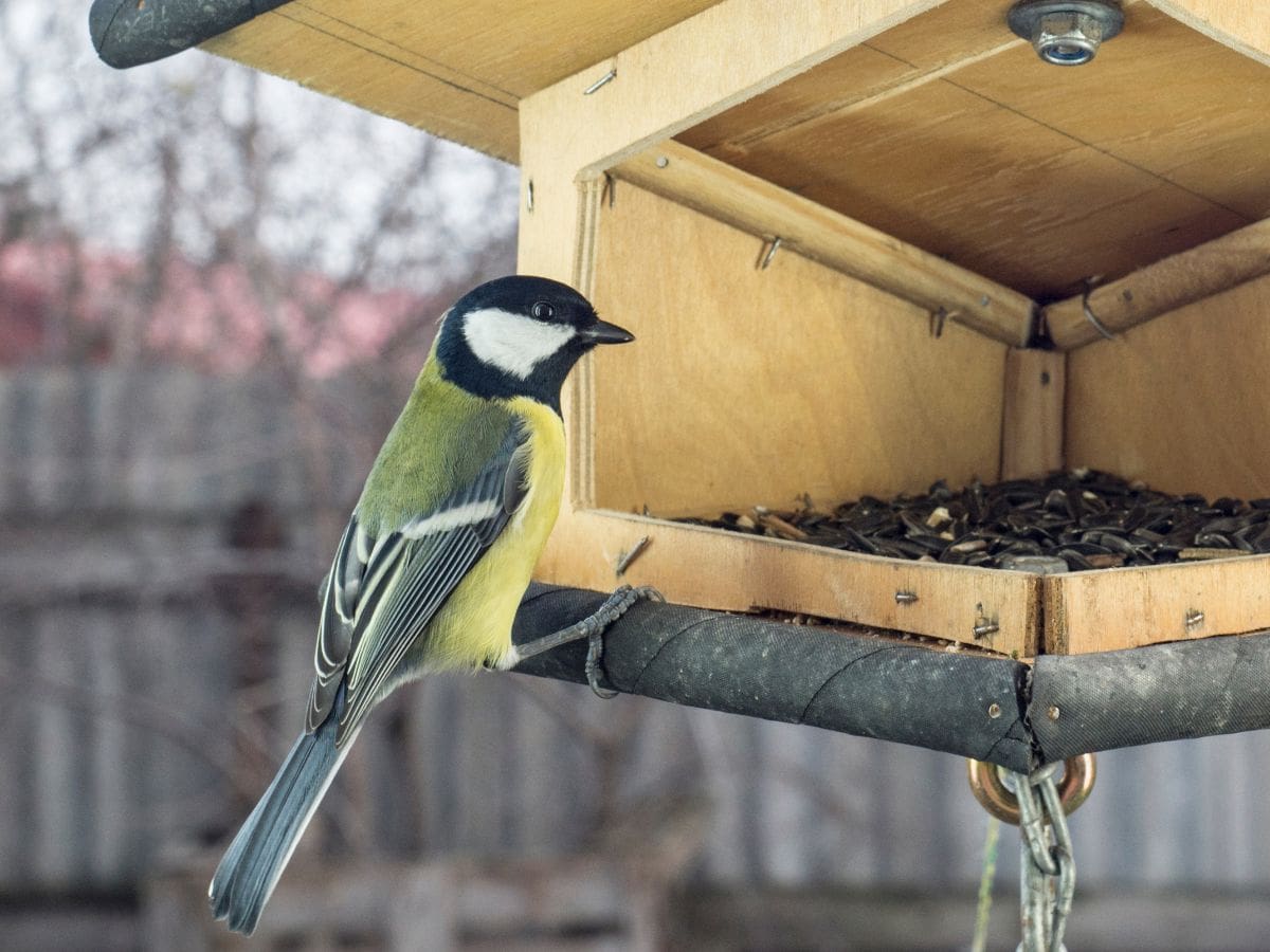 When is Big Garden Birdwatch - Birda