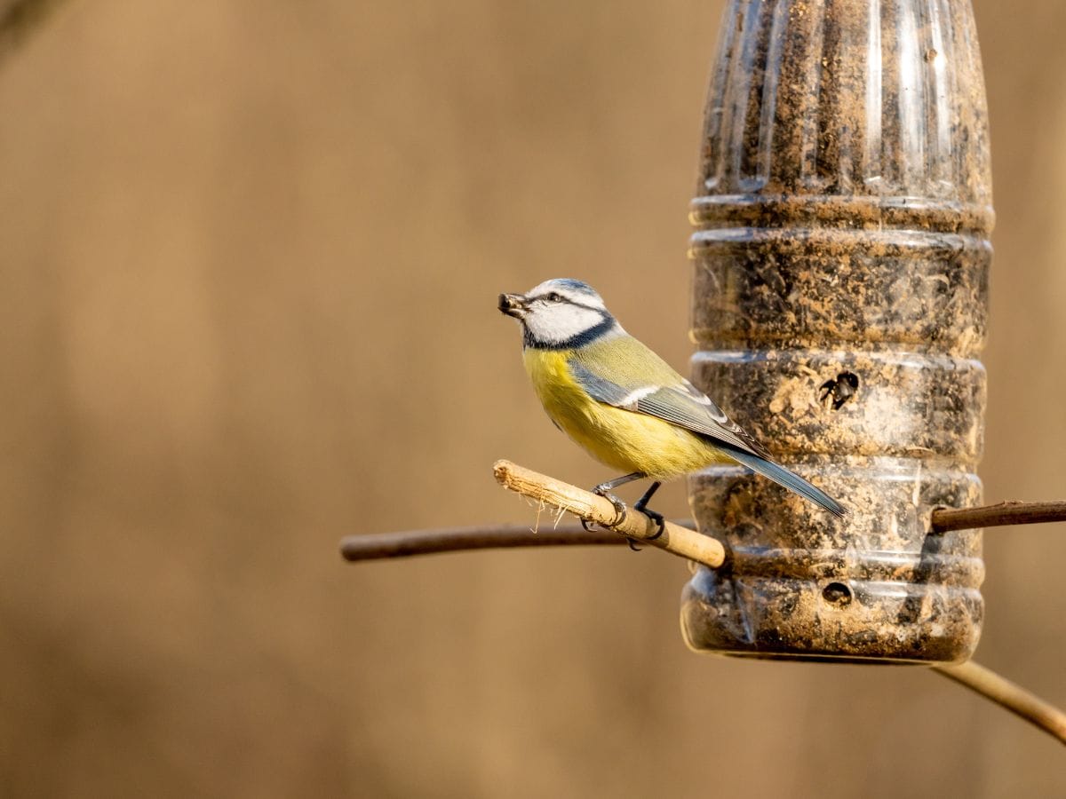Why is the Big Garden Birdwatch in January? - Birda