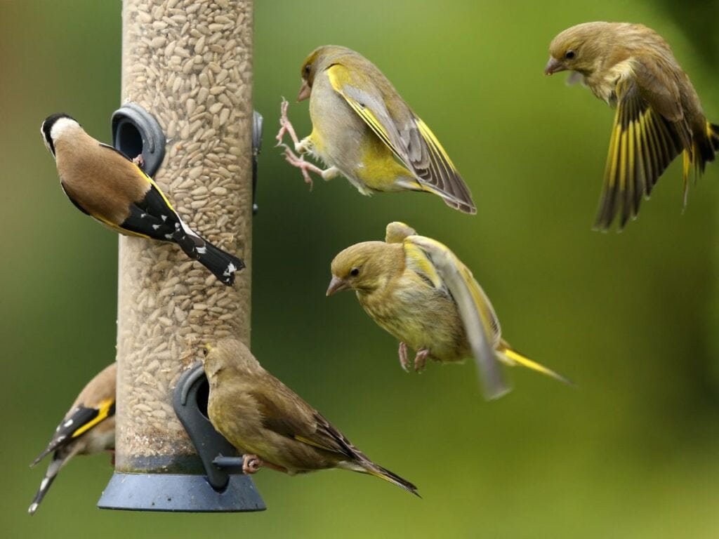 When is Big Garden Birdwatch | Birda